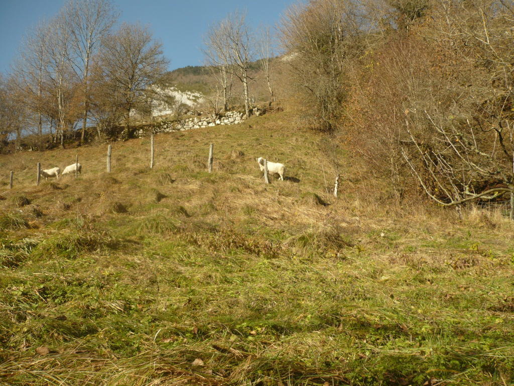 La Chouette A L'Heure Du Pinson Bed & Breakfast Saint-Pierre-d'Entremont  Dış mekan fotoğraf